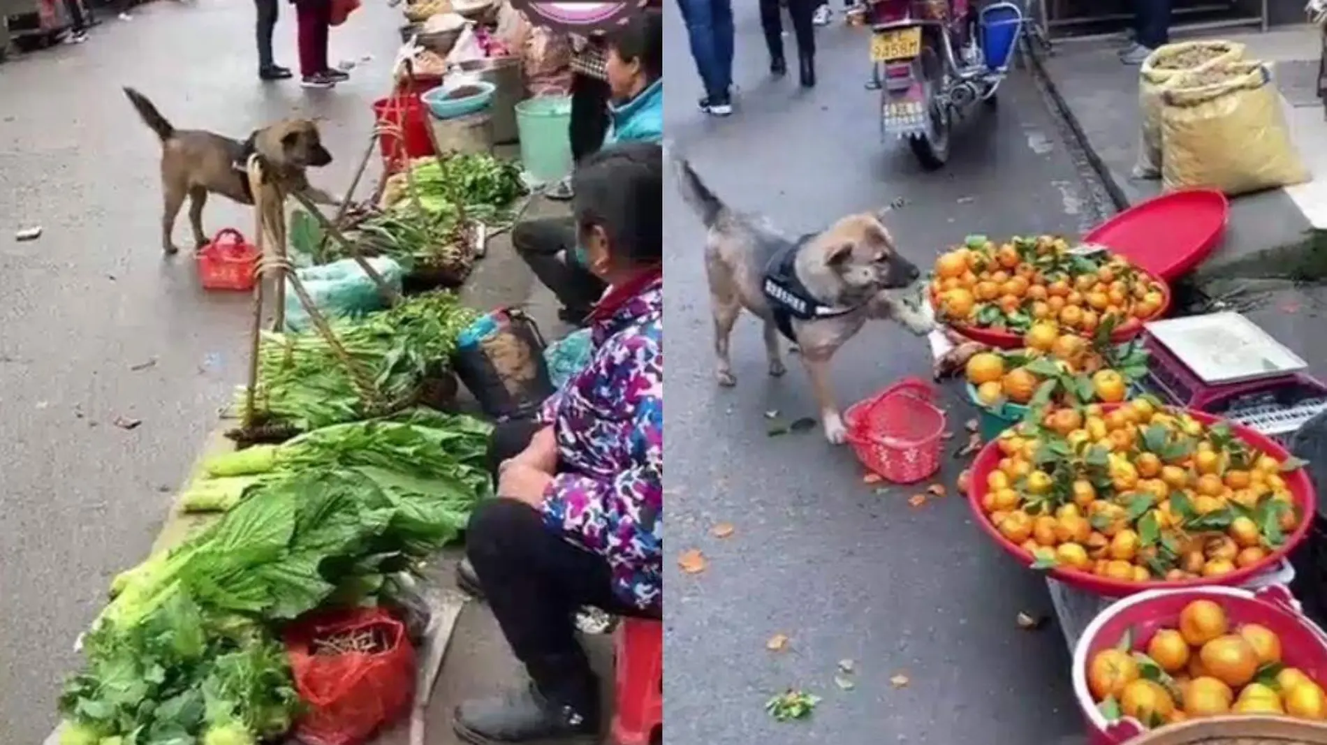 Perrito de compras en China